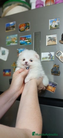 Pomerania perros - Anuncio 3