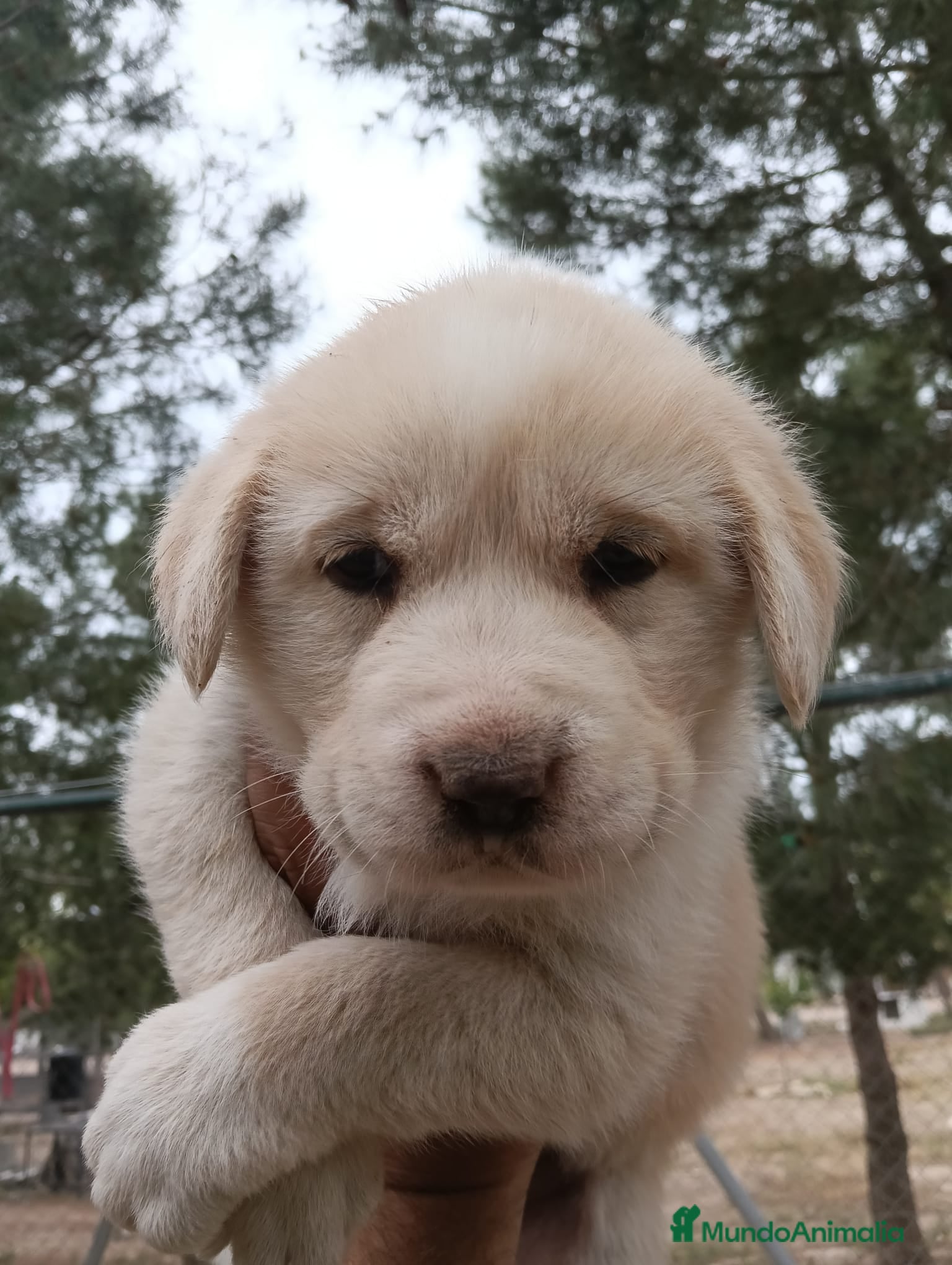 Mastín Español perros Mastín español exclusivos - Anuncio 2