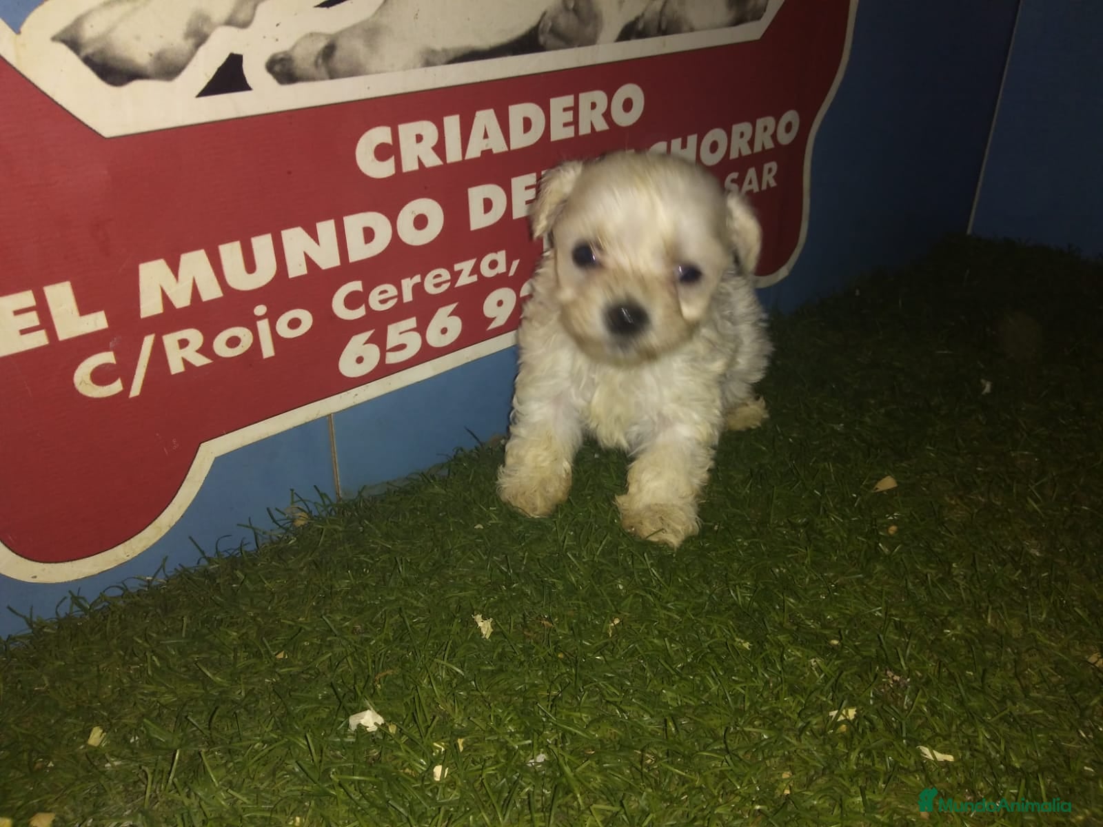 Bichón Maltés perros cachorros de bichon maltes  en Madrid - Anuncio 13