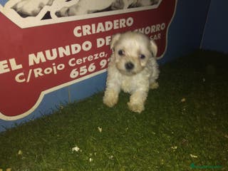 Bichón Maltés perros cachorros de bichon maltes en Madrid - Anuncio 4
