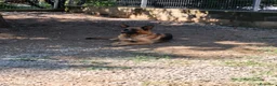 Pastor Alemán perros en venta: PASTOR ALEMANY - Anuncio 1