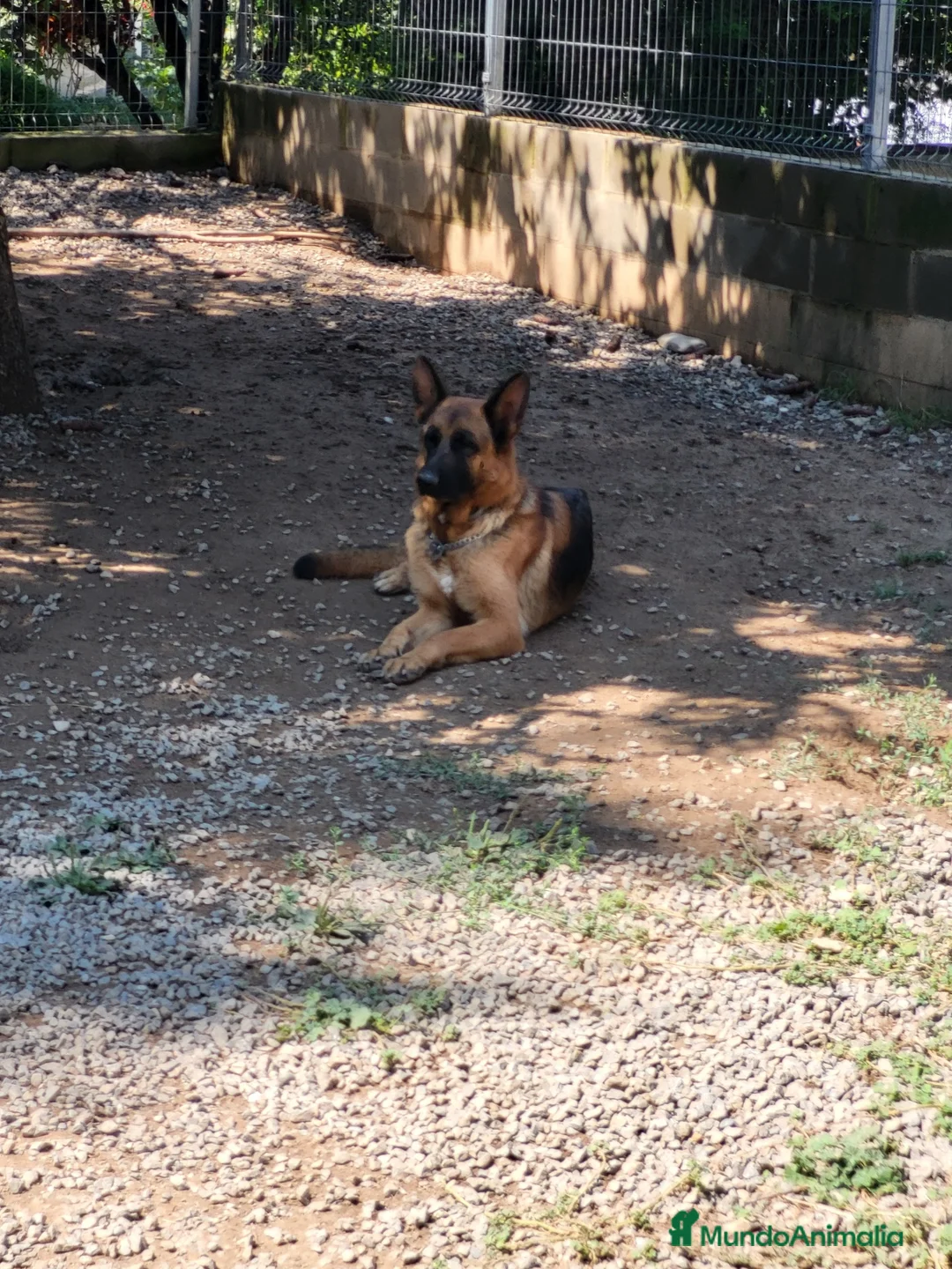 Pastor Alemán perros en venta: PASTOR ALEMANY - Anuncio 1