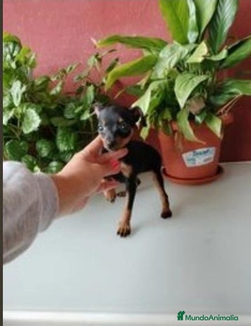 Pinscher Miniatura perros en Badajoz - Anuncio 18
