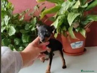 Pinscher Miniatura perros Pincher miniatura en Badajoz - Anuncio 32