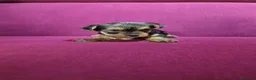 Yorkshire Terrier perros en venta: Precioso yorki macho - Anuncio 2