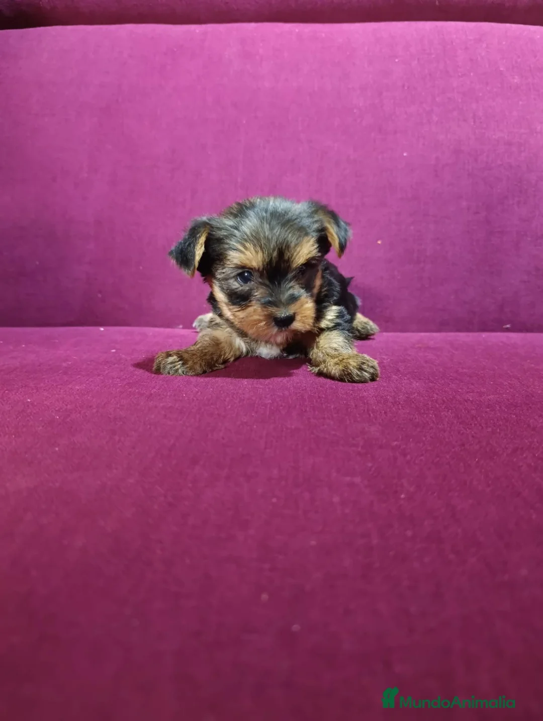 Yorkshire Terrier perros en venta: Precioso yorki macho - Anuncio 2