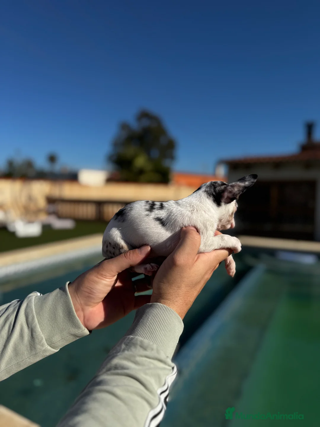 Chihuahua perros en venta: Chihuahuas  en Illes Balears - Anuncio 12