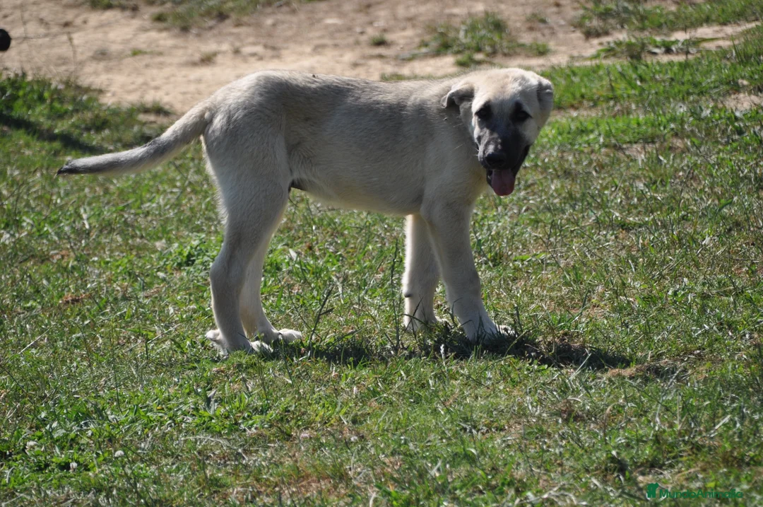 Mastín Español perros en venta: Mastín Español Autóctono ganadero - Anuncio 2
