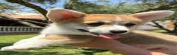 Welsh Corgi Pembroke perros en venta: Cachorros  corgis pembroke valencia España Madrid - Anuncio 3