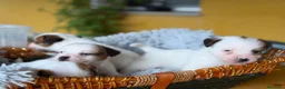 Jack Russell Terrier perros en venta: Cachorros de jack Russell disponibles - Anuncio 11
