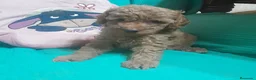 Caniche Toy perros en venta: CANICHE TOY - Anuncio 18