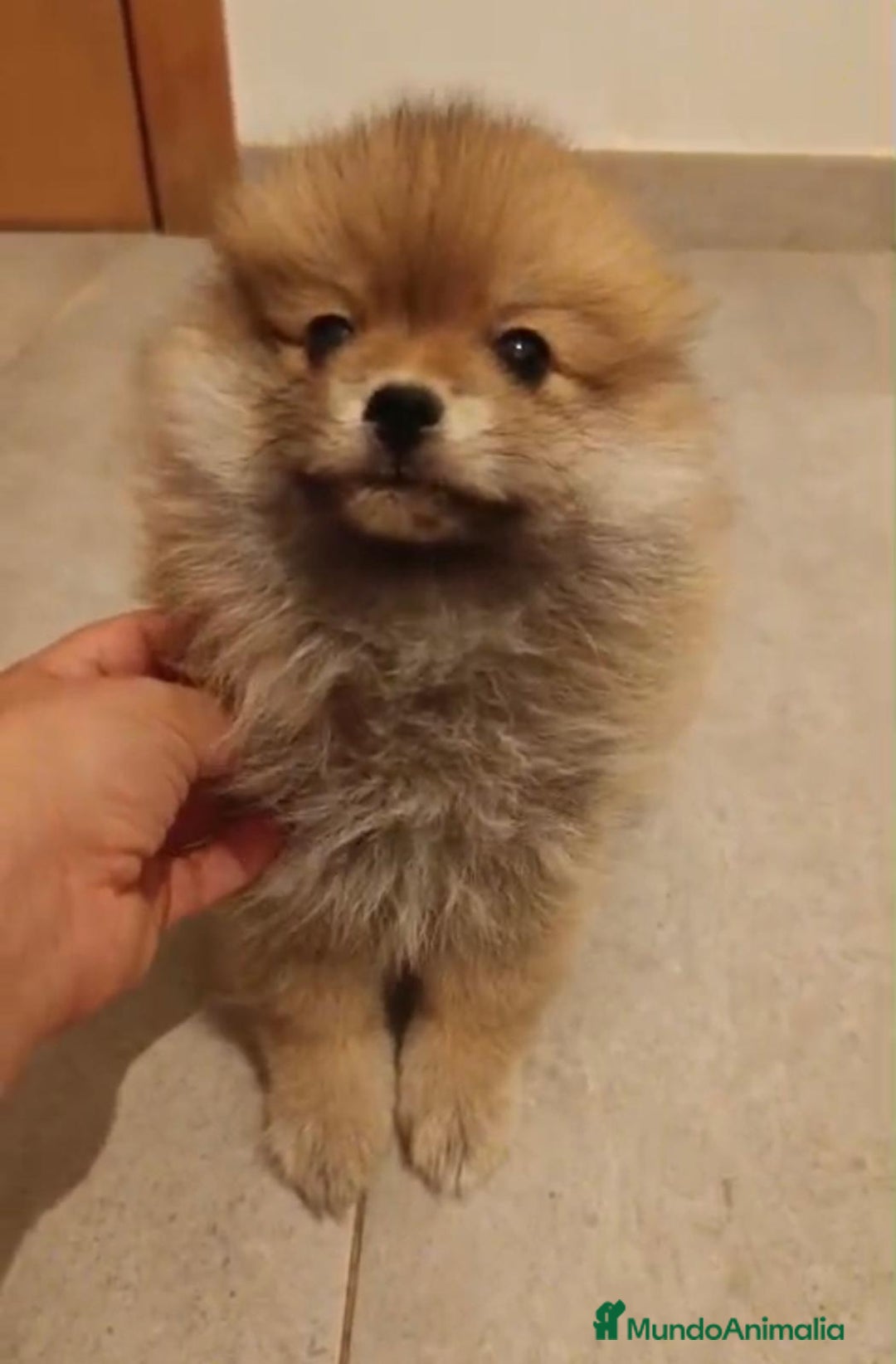 Pomerania perros en venta: Último hembra pomerania toy - Imagen 8