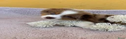 Pastor Miniatura Americano perros en venta: Cachorros de pastor americano merle  - Anuncio 6