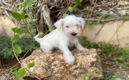 Schnauzer Miniatura perros en venta: Perro Salsicha   - Imagen 3