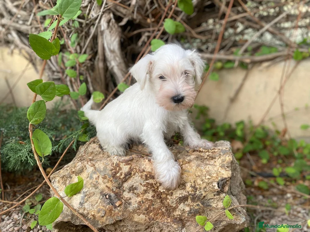 Schnauzer Miniatura perros en venta: Perro Salsicha   - Anuncio 3