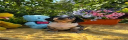 Teckel Miniatura perros en venta: Preciosa camada teckel mini - Anuncio 6