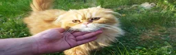Foldex gatos en venta: Espectacular perfold - Anuncio 5
