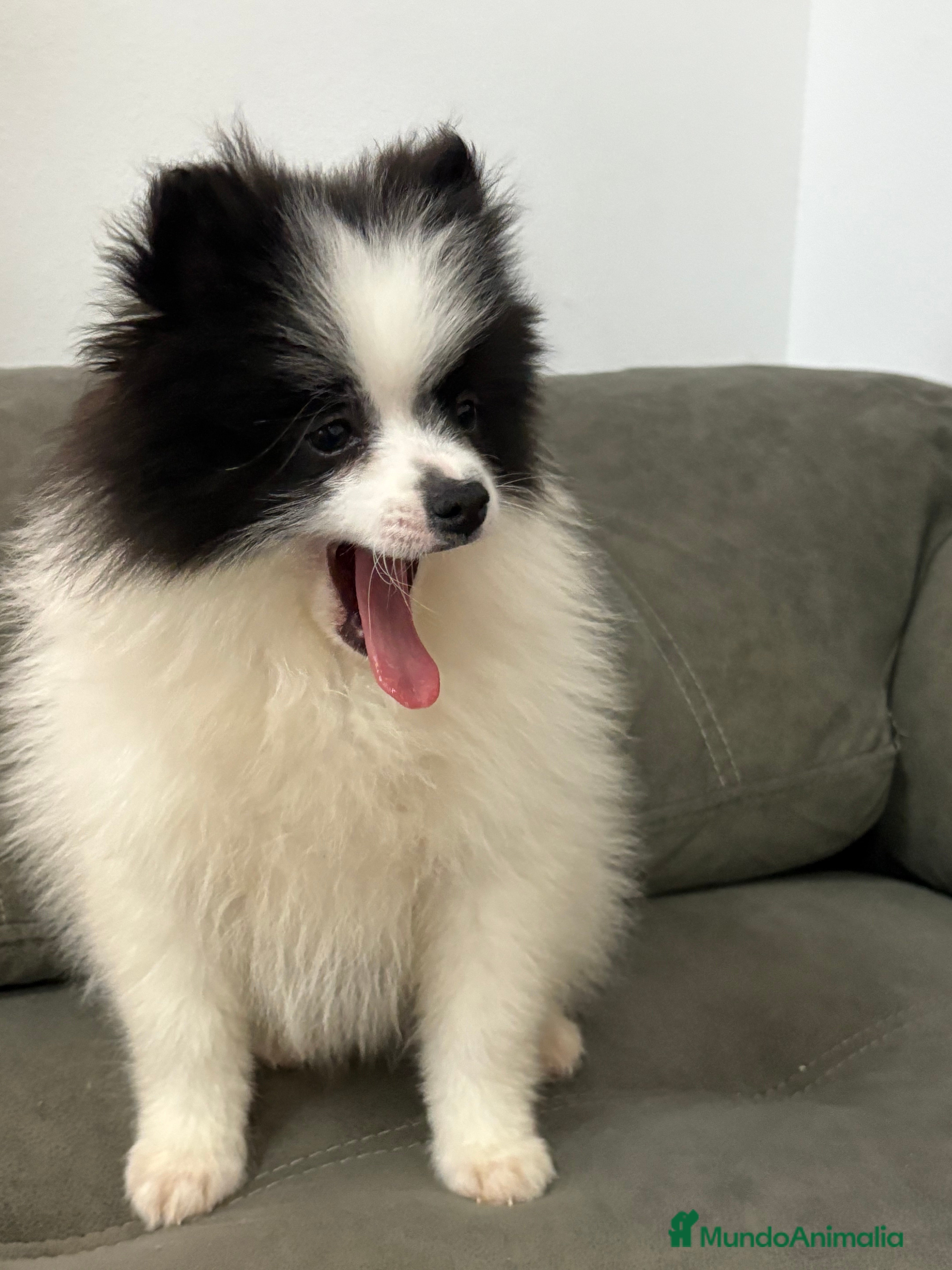 Pomerania perros Pomerania  - Anuncio 1