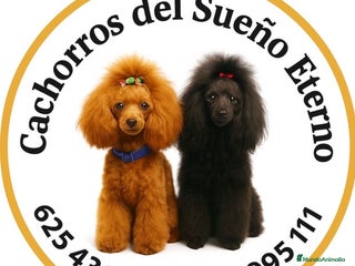 Caniche Toy perros Caniche toy - Anuncio 1