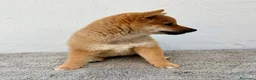 Shiba Inu perros en venta: Shiba Inu - Anuncio 12