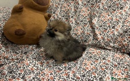 Pomerania perros en venta: Lulu pomerania mini toy - Imagen 1