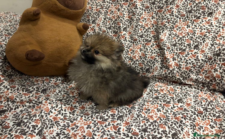 Pomerania perros - Anuncio 1