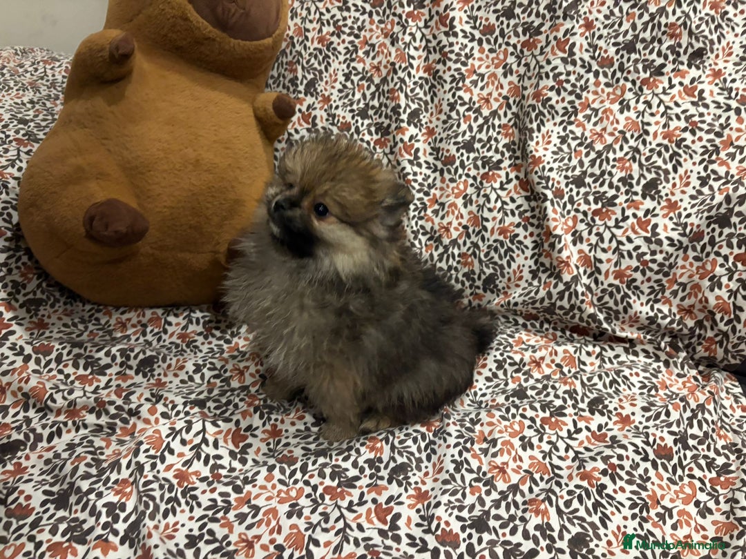 Pomerania perros en venta: Lulu pomerania mini toy - Imagen 1