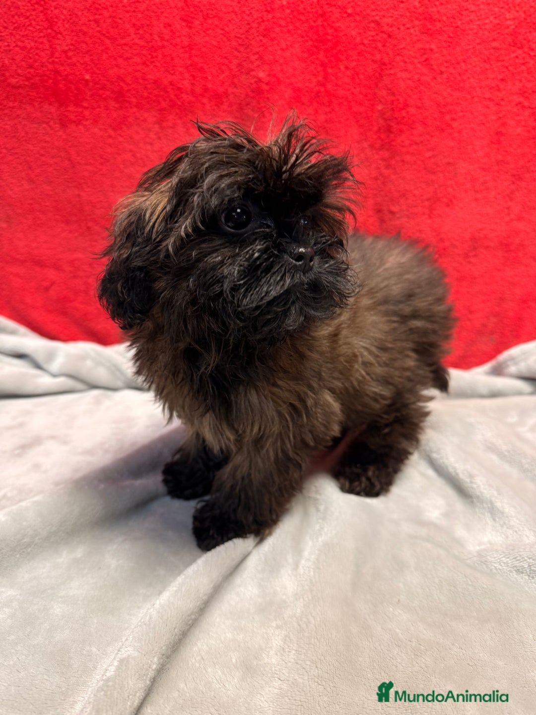 Shihpoo perros en venta: Monísima ShihPoo  - Anuncio 6