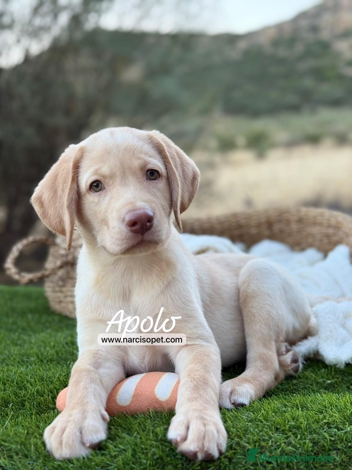 Labrador Retriever perros LABRADOR MACHO - Anuncio 1