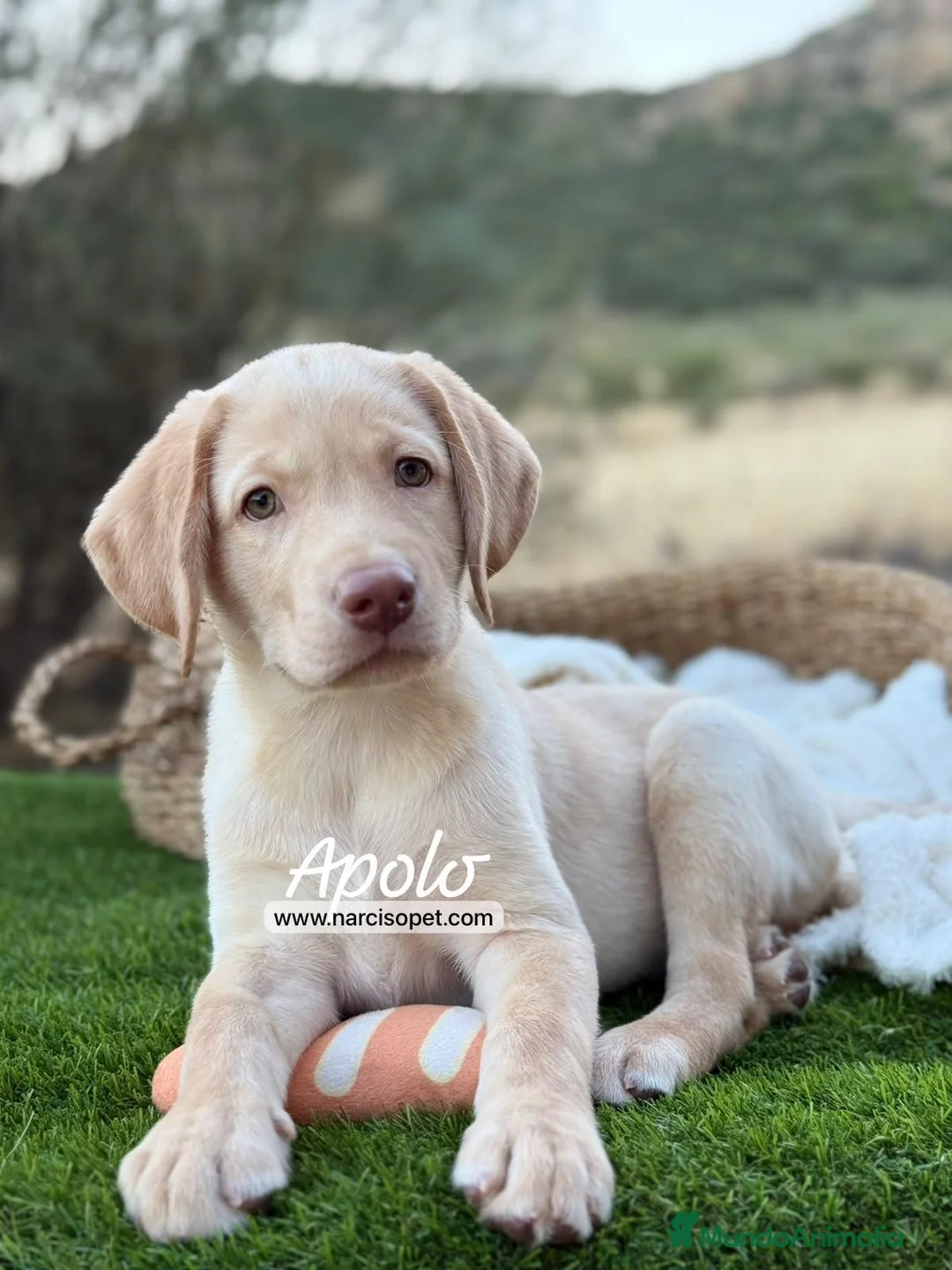Labrador Retriever perros en venta: LABRADOR MACHO - Anuncio 1