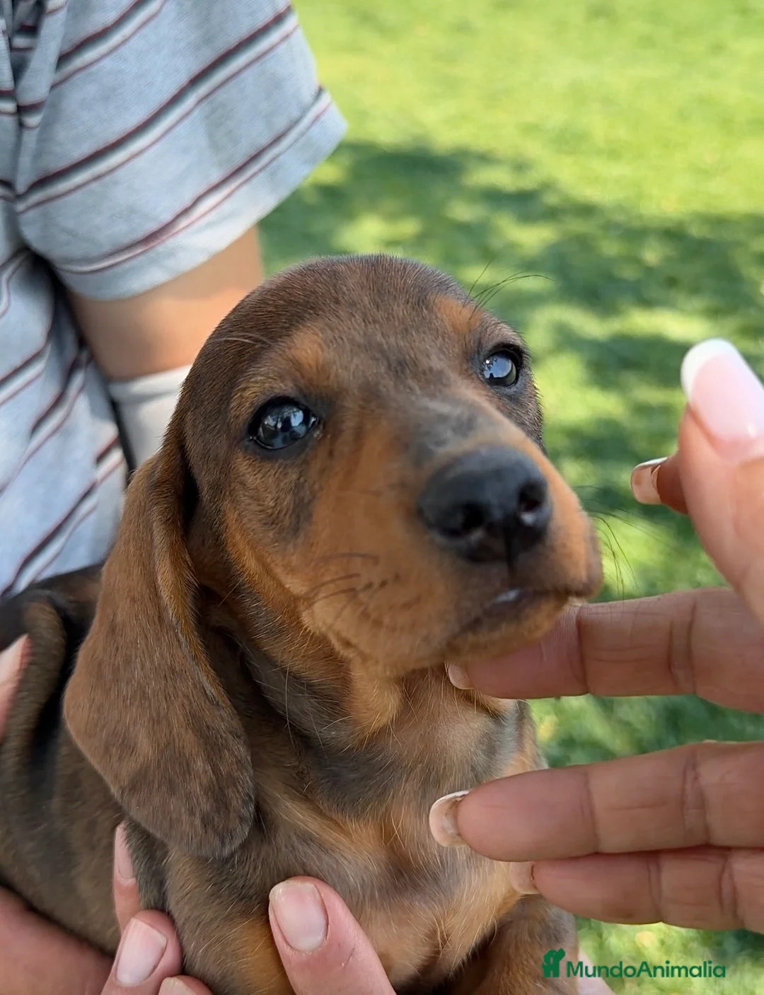 Teckel Miniatura perros en venta: Preciosa hembrita y macho Teckel mini choco Merle  - Anuncio 16