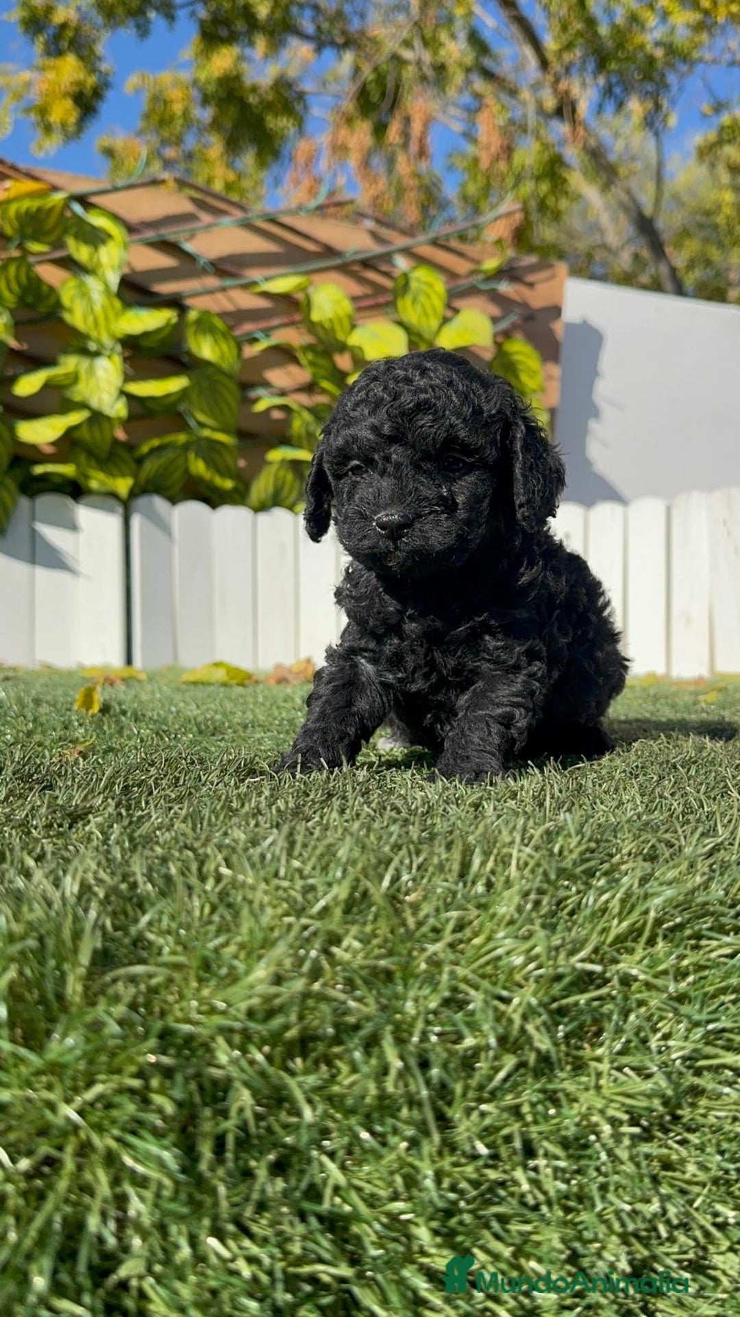 Caniche Toy perros en venta: CANICHE TOY HEMBRA - Anuncio 2