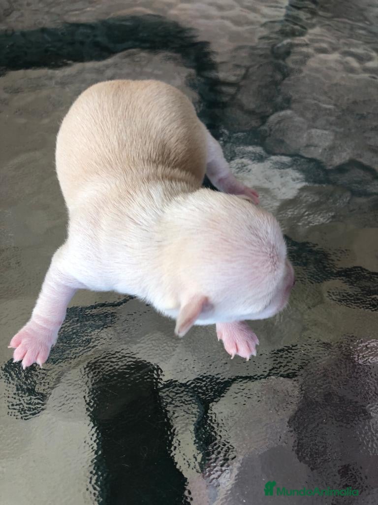 Bichón Maltés perros Cachorros de Bichón Maltés en Barcelona - Anuncio 2