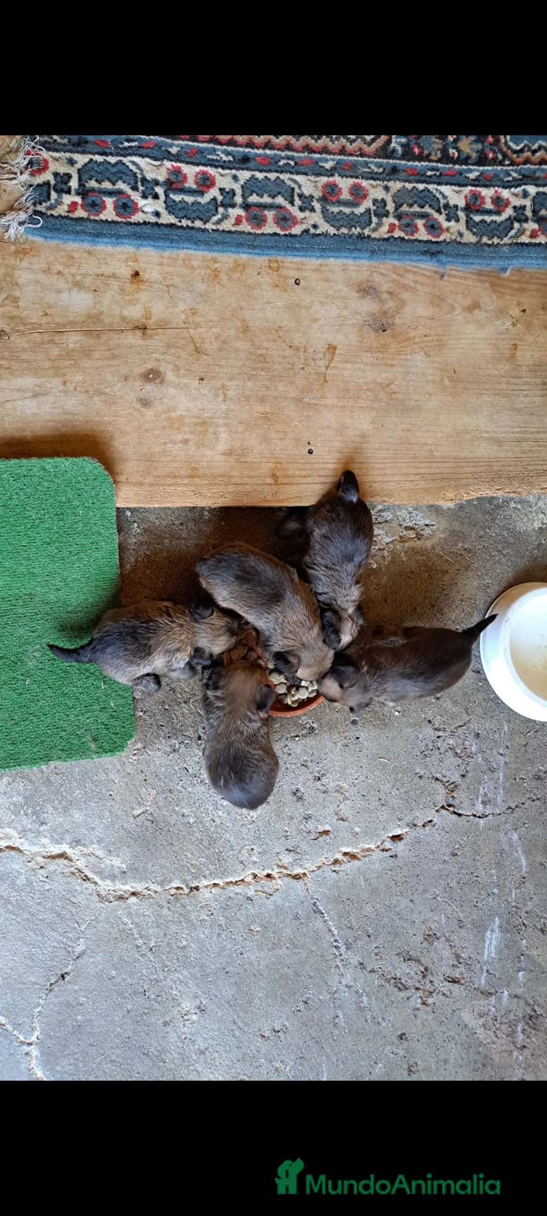 Grifón de Bruselas perros en venta: Griffon de bruselas - Anuncio 6