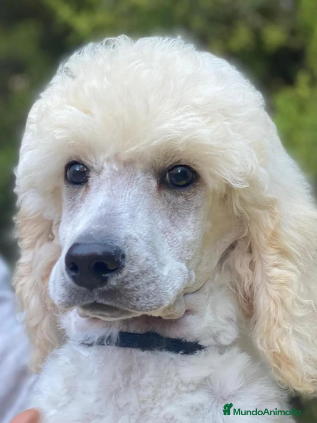 Imagen de galería {{count}}