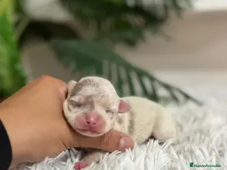 Chihuahua perros CHIHUAHUA MERLE - Anuncio 1