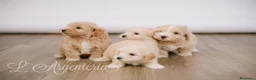 Maltipoo perros en venta: Camada Maltipoo - Anuncio 10