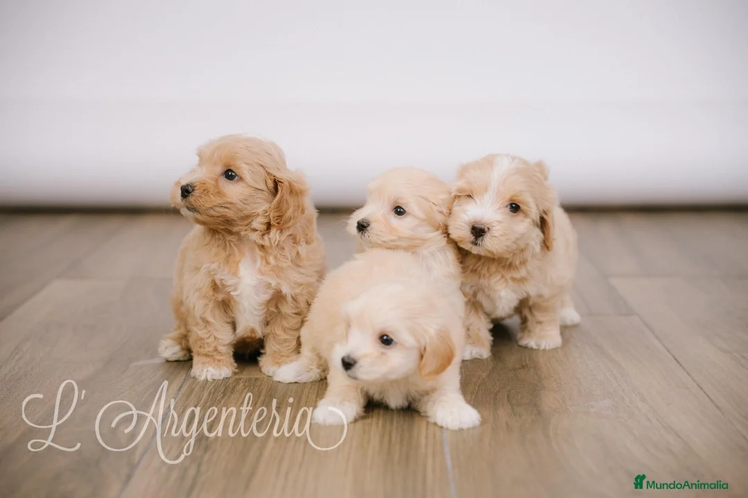 Maltipoo perros en venta: Camada Maltipoo - Anuncio 10