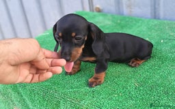 Teckel Miniatura perros en venta: Cachorros teckel mini - Imagen 3
