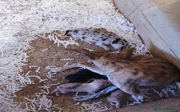 Raza Mixta perros en venta: Tamaño pequeño  - Imagen 5