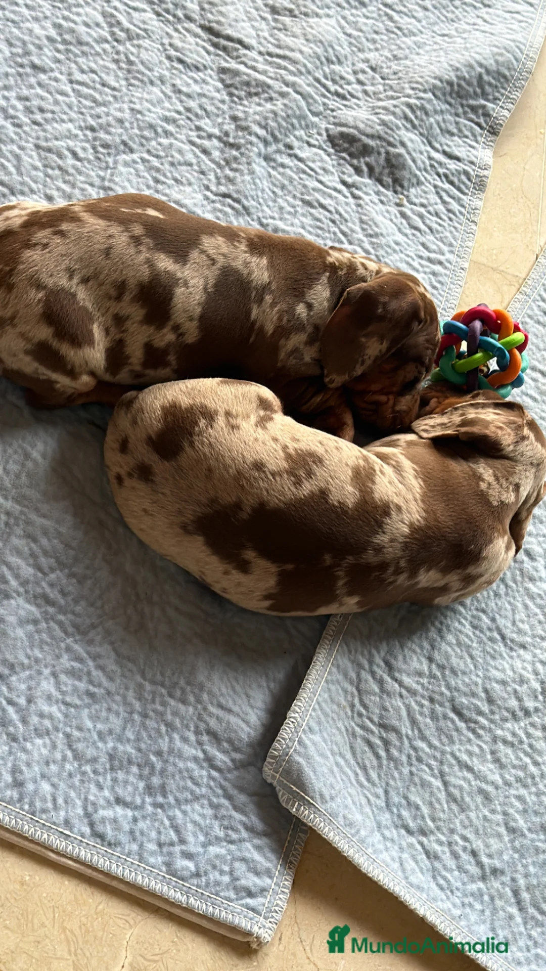 Teckel Miniatura perros en venta: Precioso cachorro Teckel miniatura  - Anuncio 2