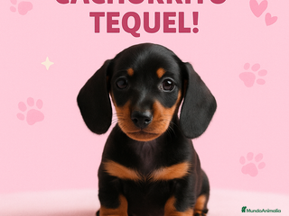 Teckel perros - Anuncio 10
