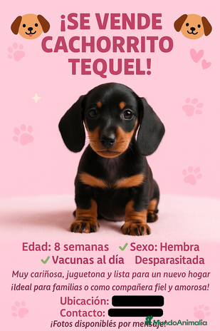 Teckel perros - Anuncio 9