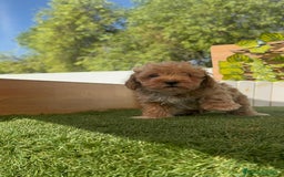 Caniche Toy perros en venta: CANICHE TOY MACHOS - Imagen 17