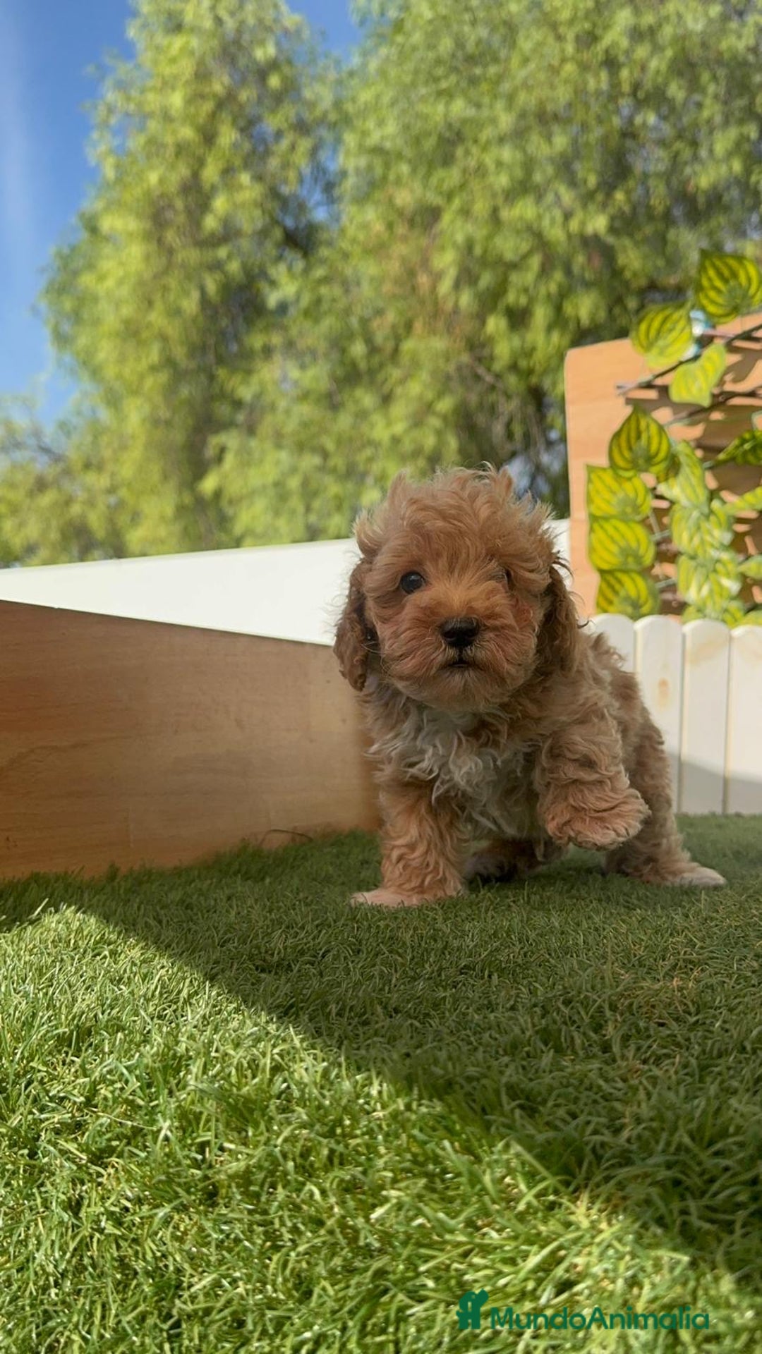 Caniche Toy perros en venta: CANICHE TOY MACHOS - Imagen 17