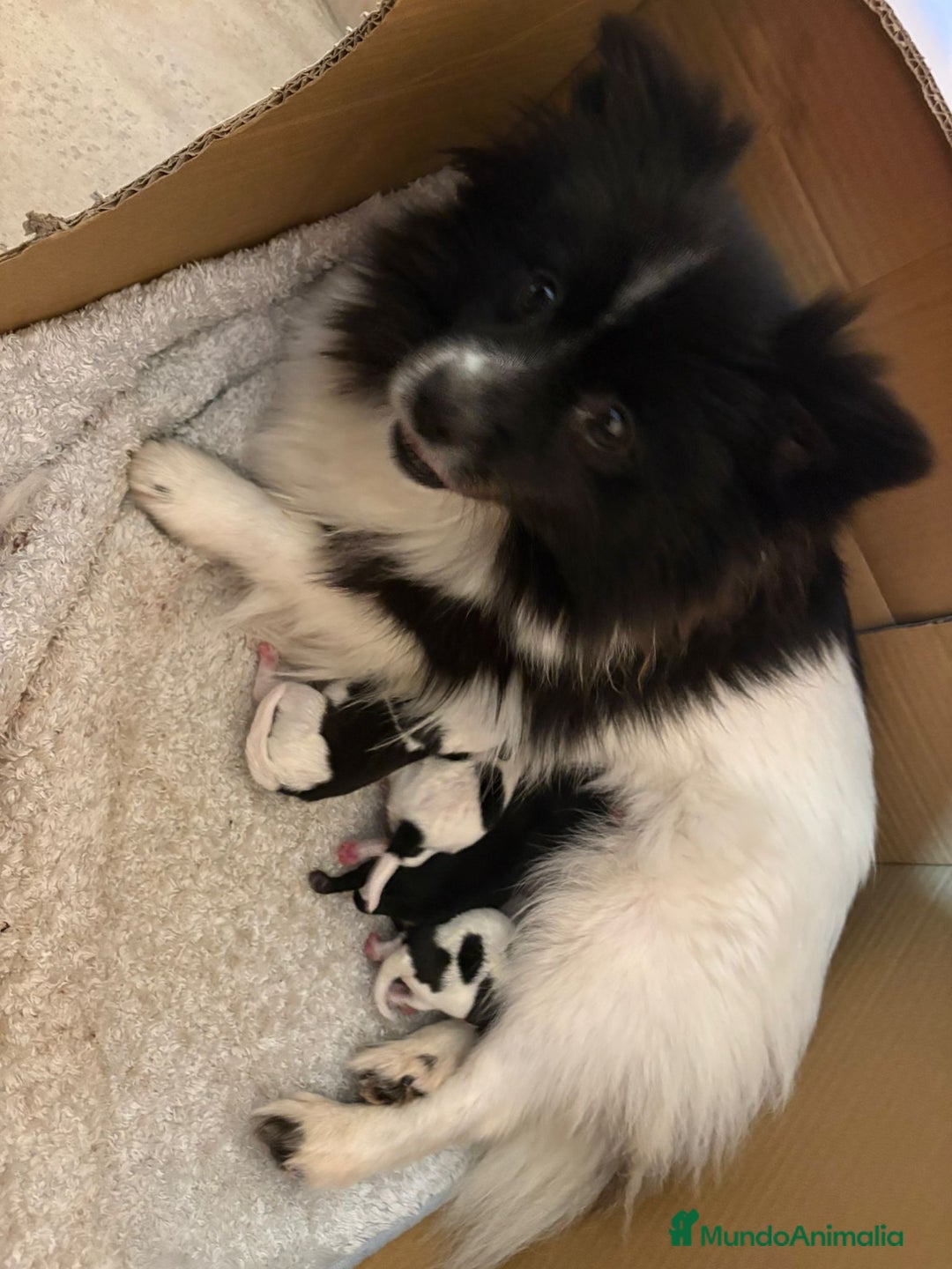 Pomerania perros en venta: Preciosa camada Lulú Pomerania toy de color party - Anuncio 2