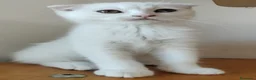 Scottish Fold gatos en venta: scottish fold - Anuncio 3