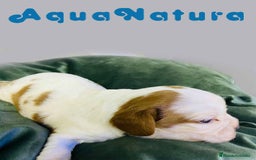 Cavalier King Charles Spaniel perros en venta: Cavalier King Macho de Moly y Nanu - AQUANATURA en Barcelona - Imagen 4