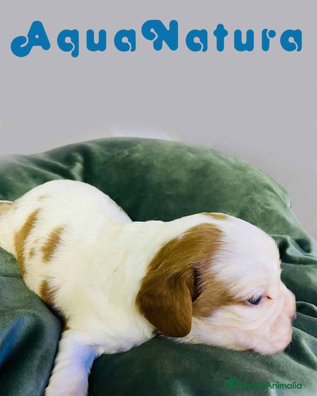 Cavalier King Charles Spaniel perros en venta: Cavalier King Macho de Moly y Nanu - AQUANATURA en Barcelona - Imagen 4