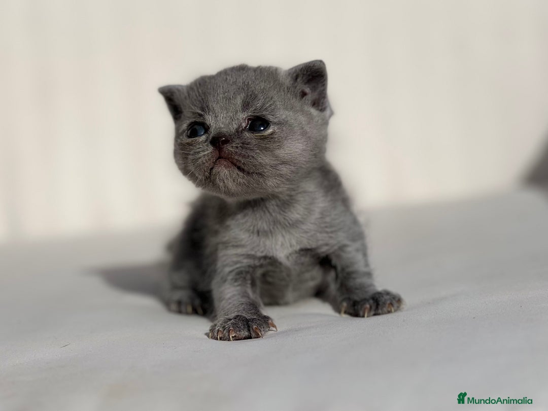 Británico de Pelo Corto Azul gatos en venta: PRECIOSA BRITISH SHORTHAIR AZUL - Anuncio 2